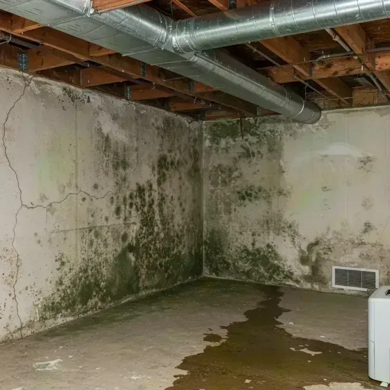 Professional Mold Removal in Marlborough, MO